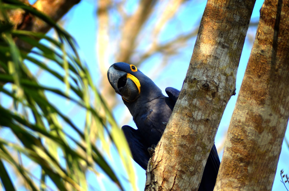 blue and yellow macaw on brown tree branch during daytime