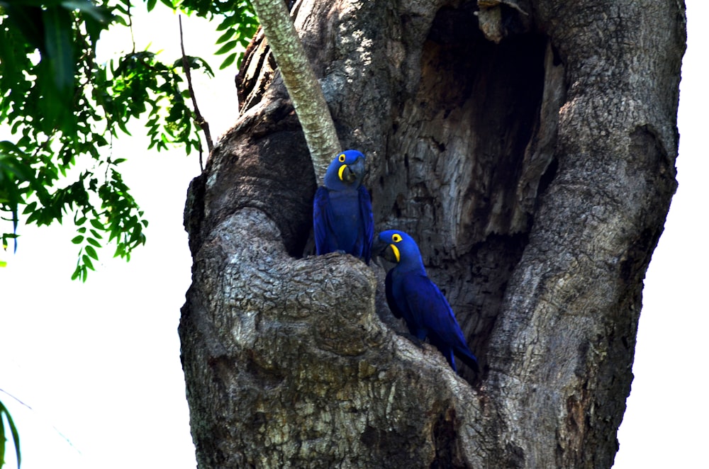 blue and yellow macaw on brown tree