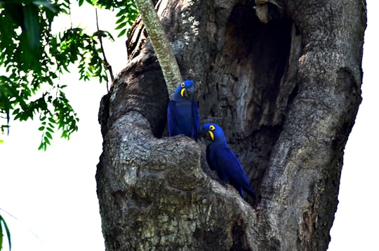 blue and yellow macaw on brown tree in Pantanal Brasil