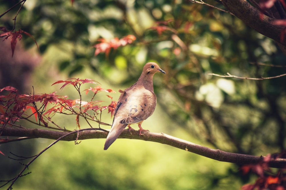 gray and white bird on brown tree branch during daytime