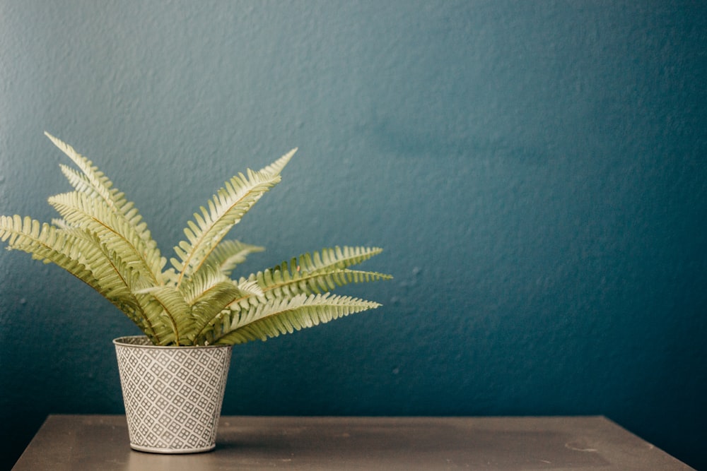 green plant in white pot