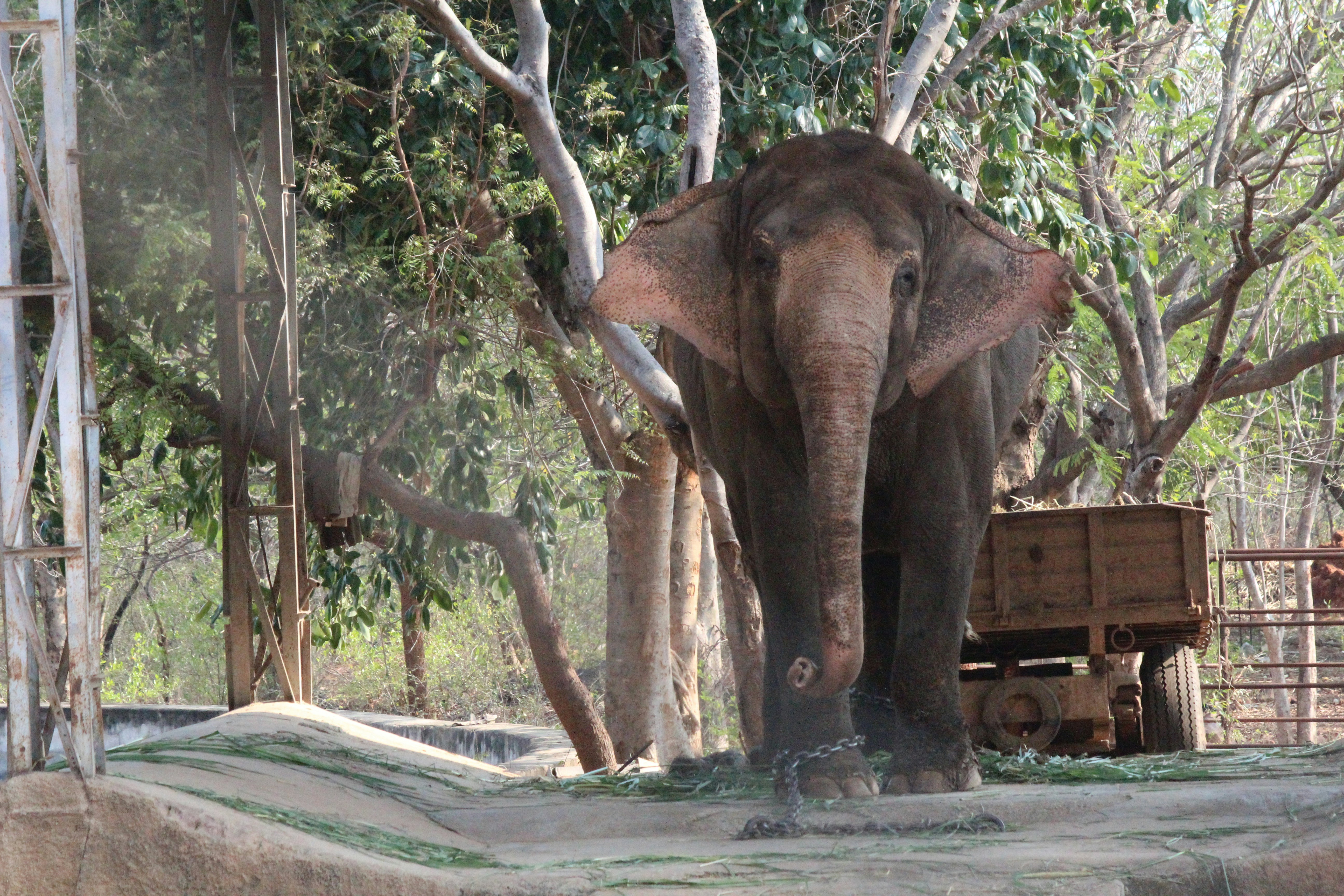 Elefanten gehen tagsüber auf der Straße