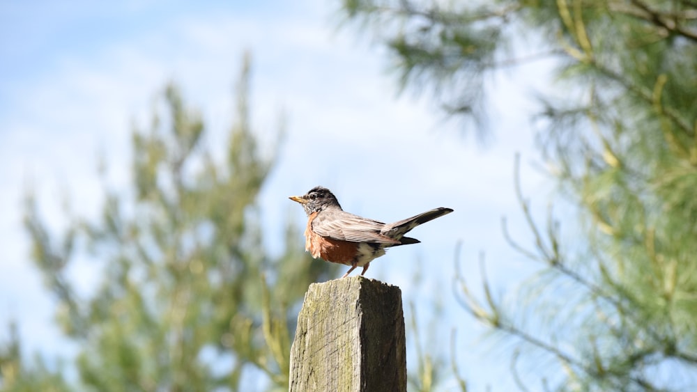 brown and gray bird on brown wooden fence during daytime