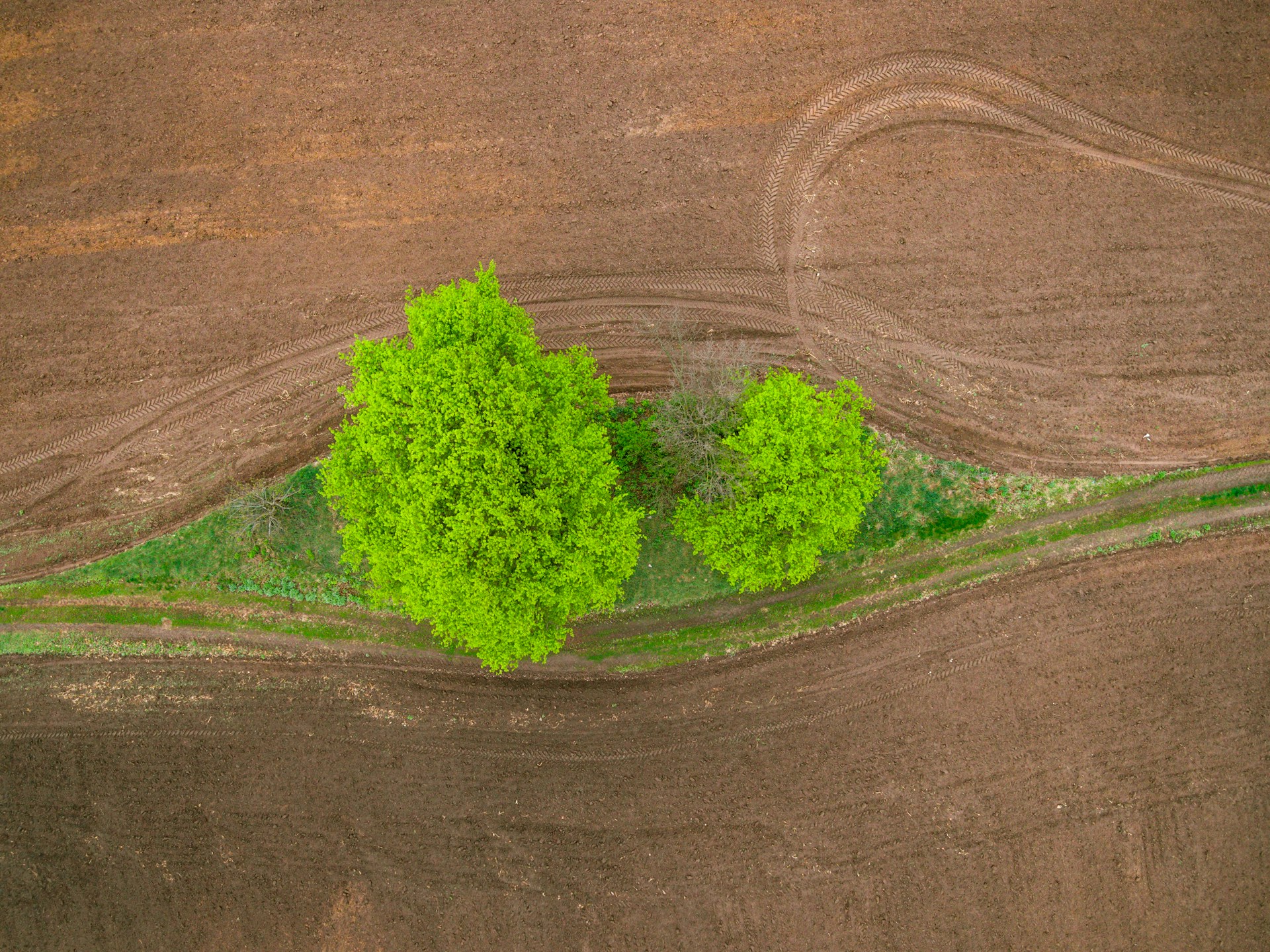 green tree on brown field