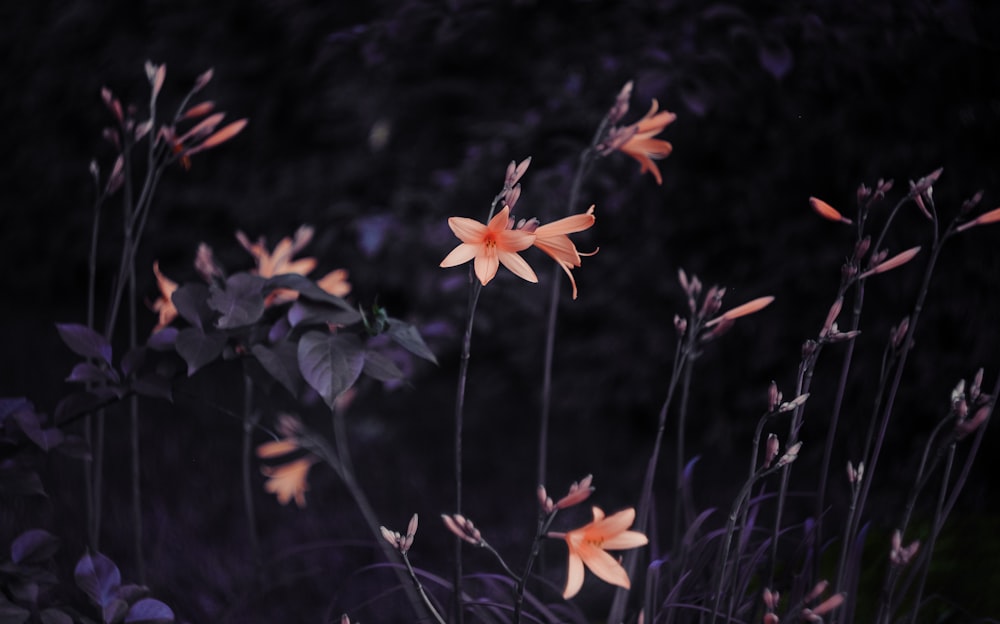 orange flower with green leaves