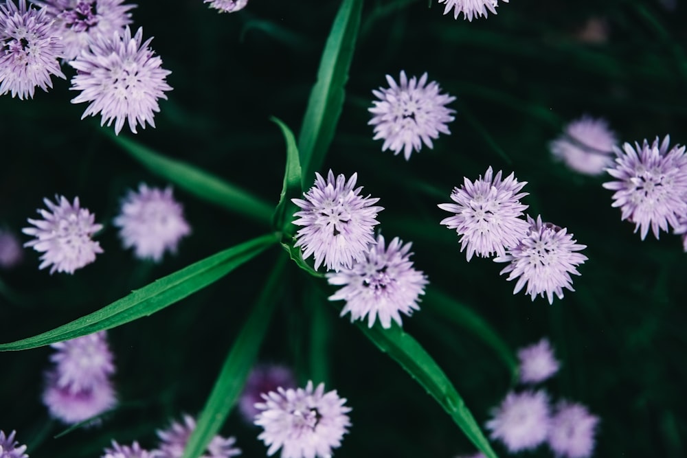 purple and white flower in macro lens photography