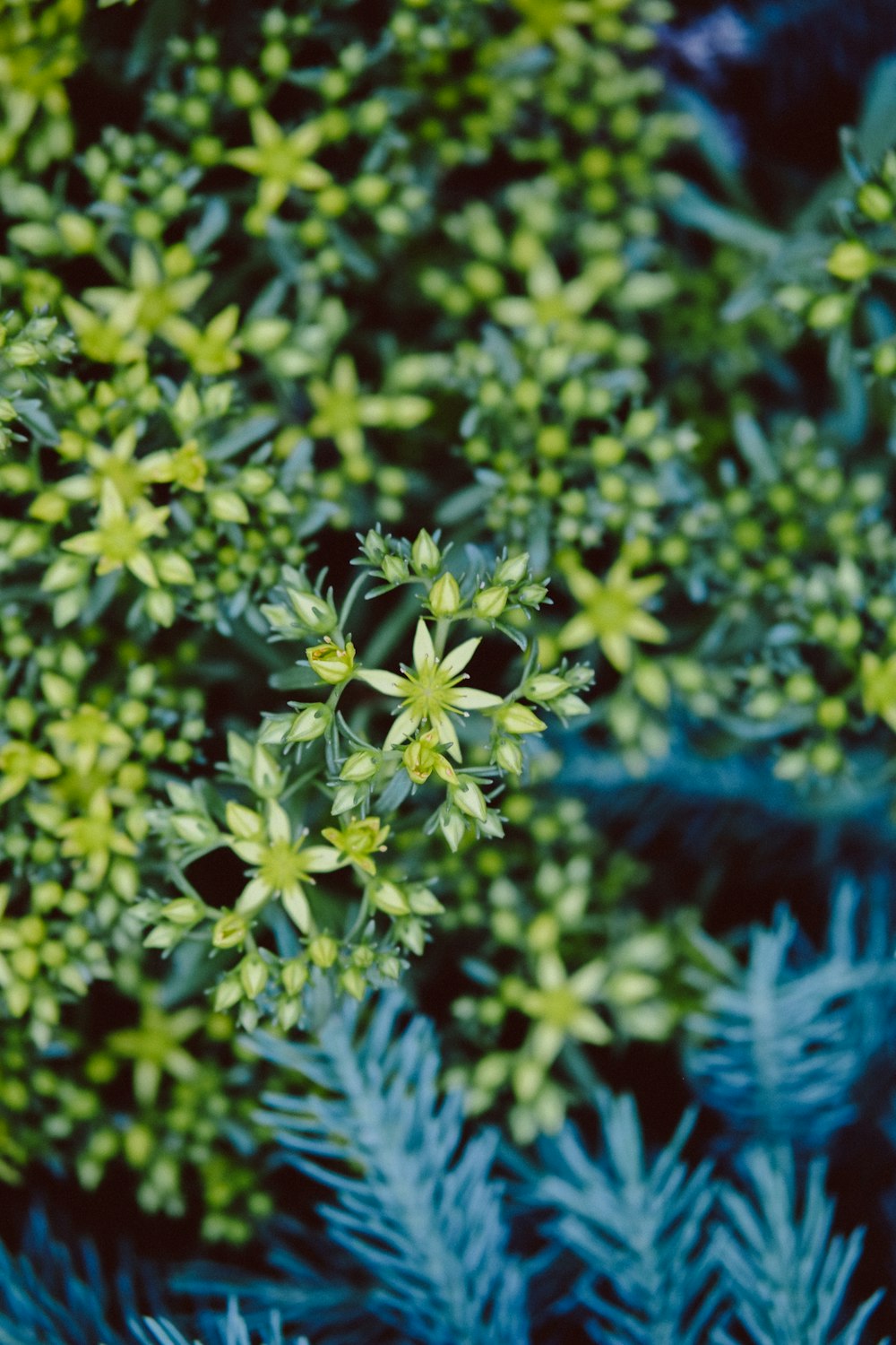 yellow flowers with green leaves