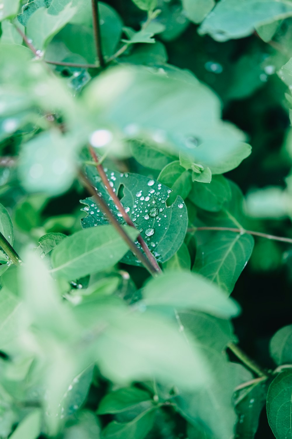 water droplets on green leaf