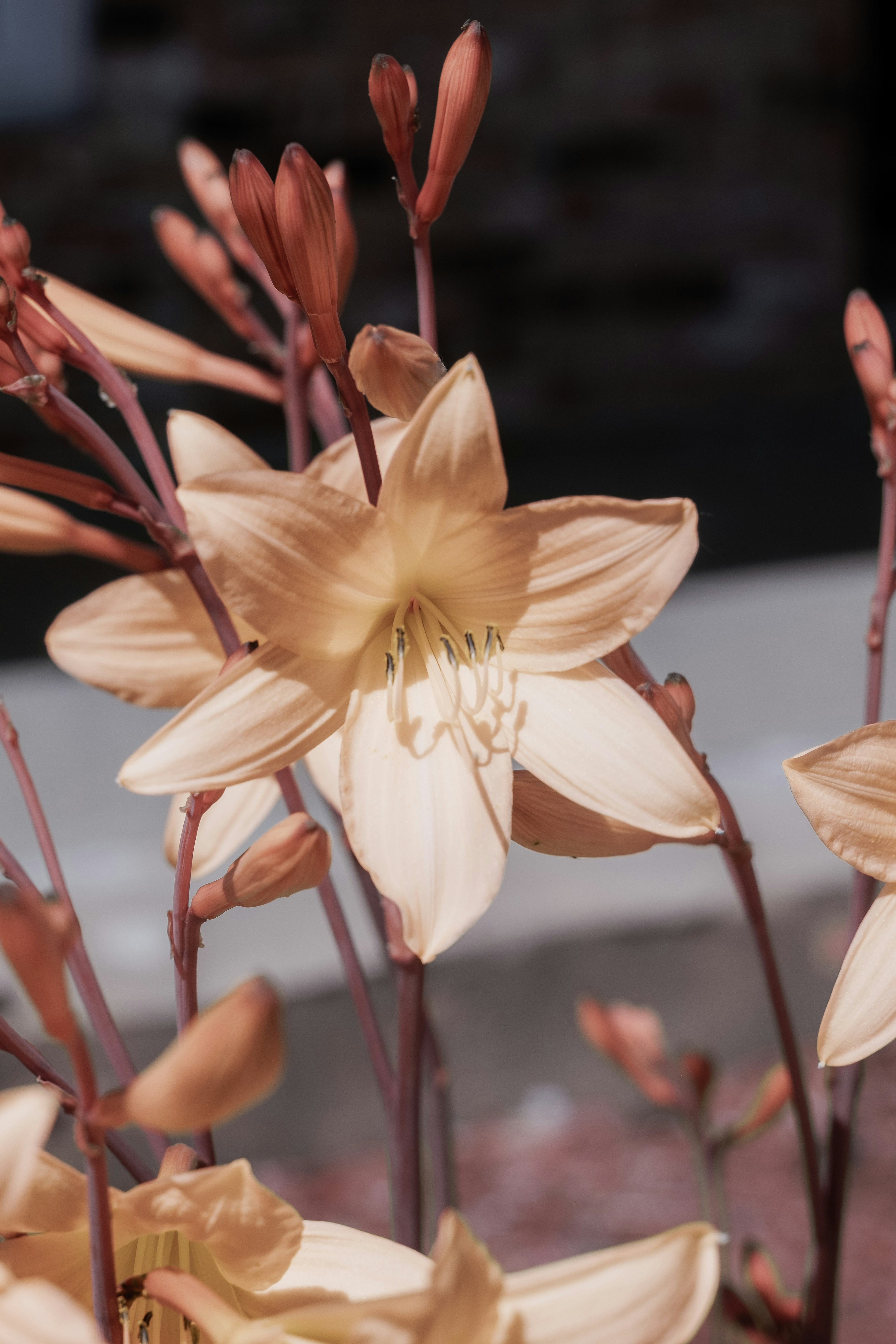 Flor amarilla y blanca en lente de cambio de inclinación
