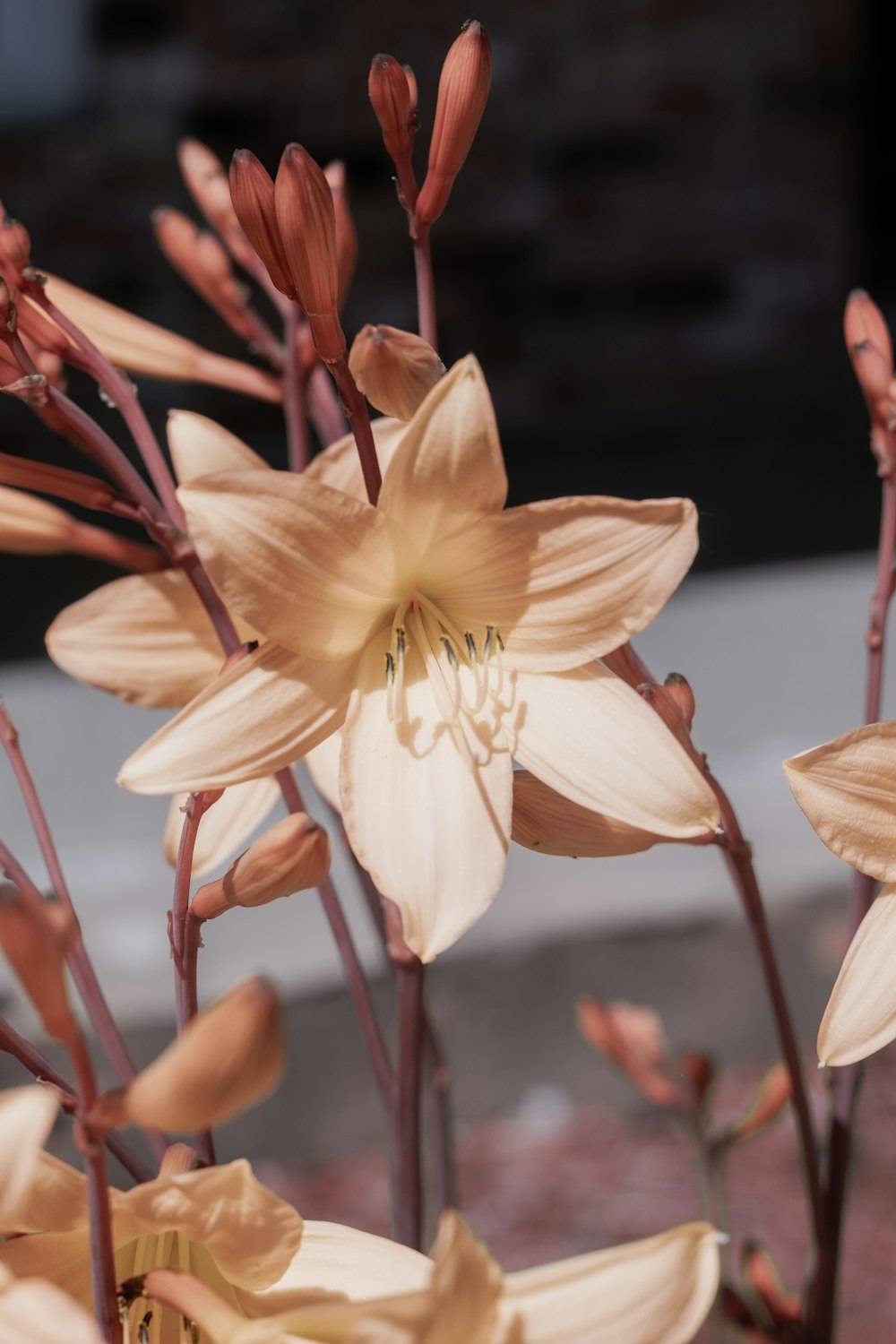 yellow and white flower in tilt shift lens