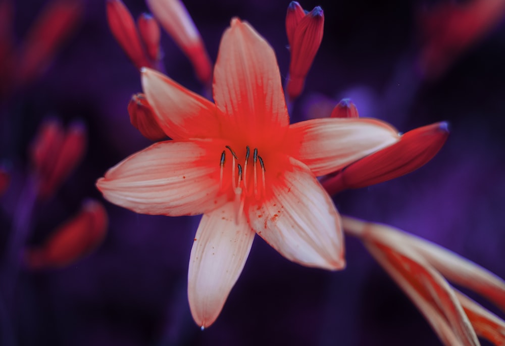 flor vermelha e amarela na lente tilt shift