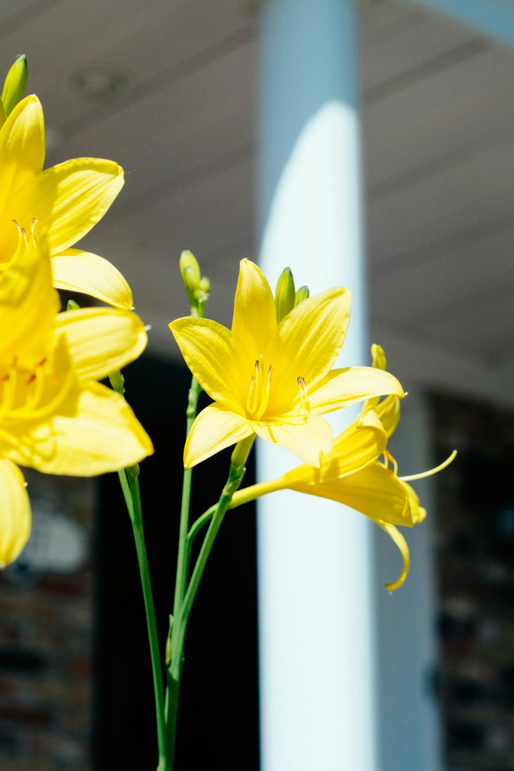 yellow daffodils in bloom during daytime