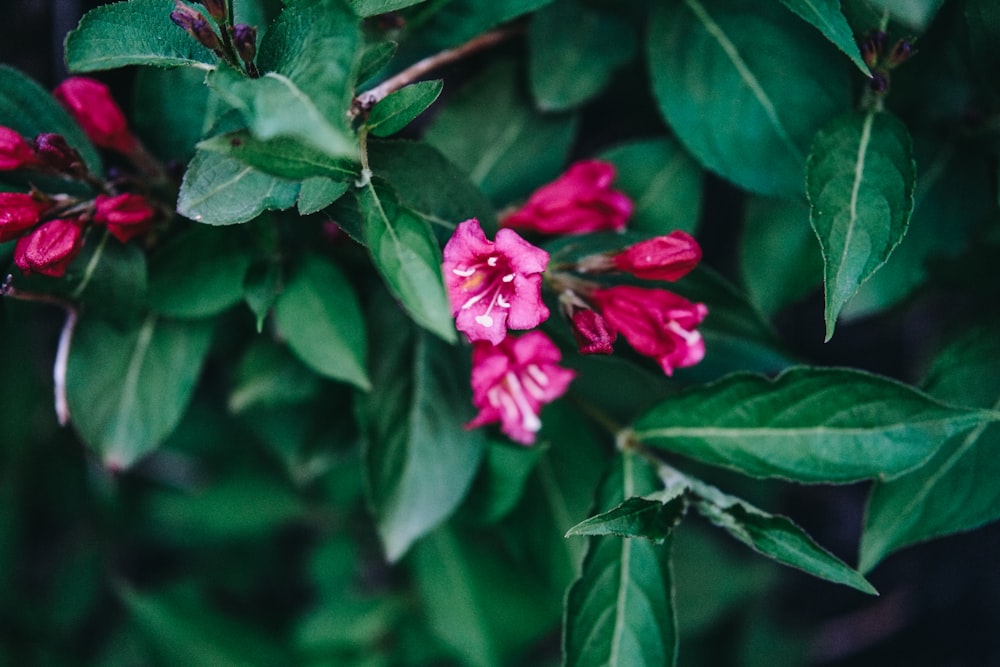 pink flower in tilt shift lens