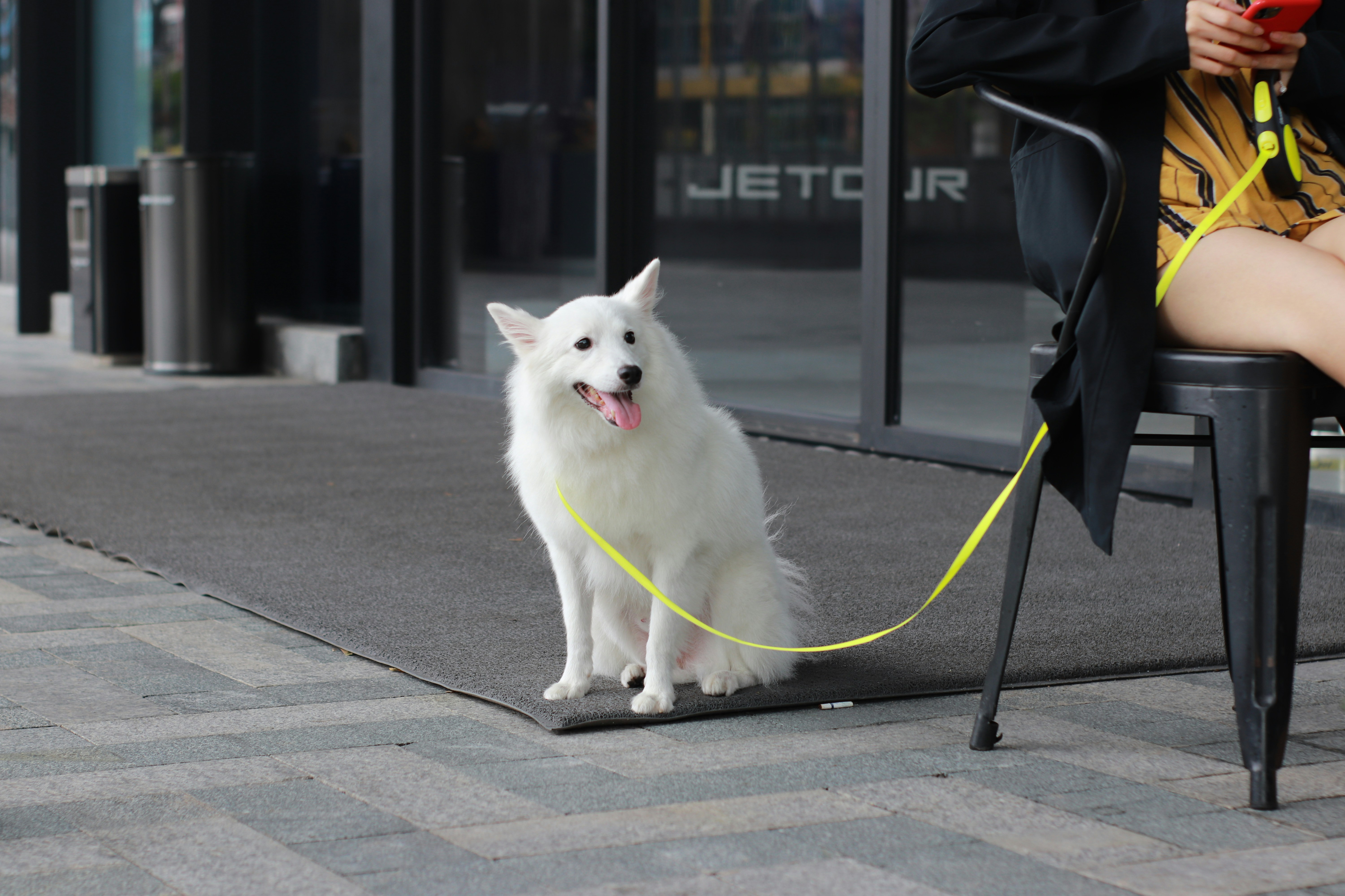 White long haired dog on sidewalk