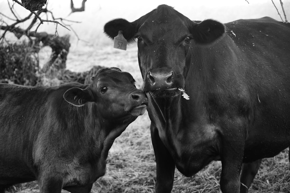 grayscale photo of cow on grass field