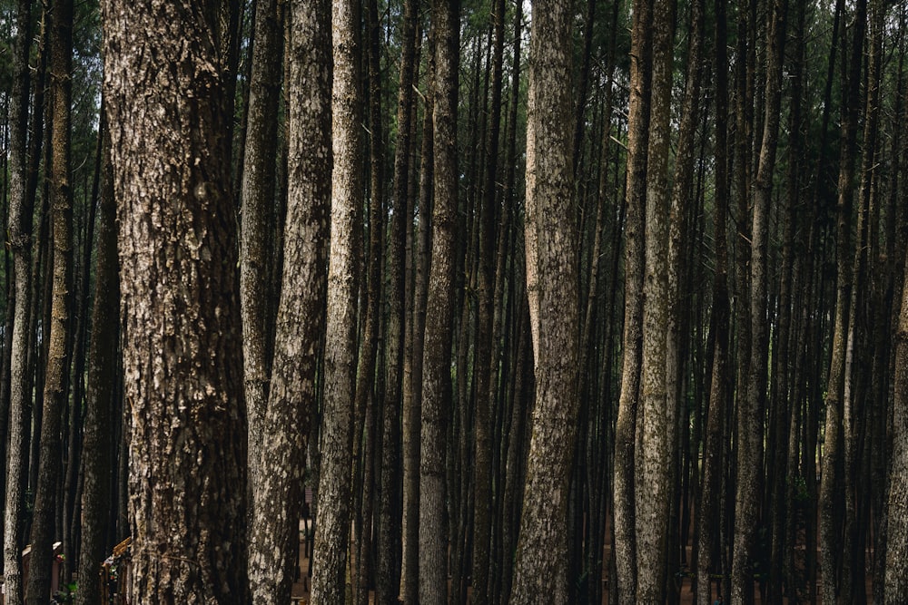 brown and black tree trunk