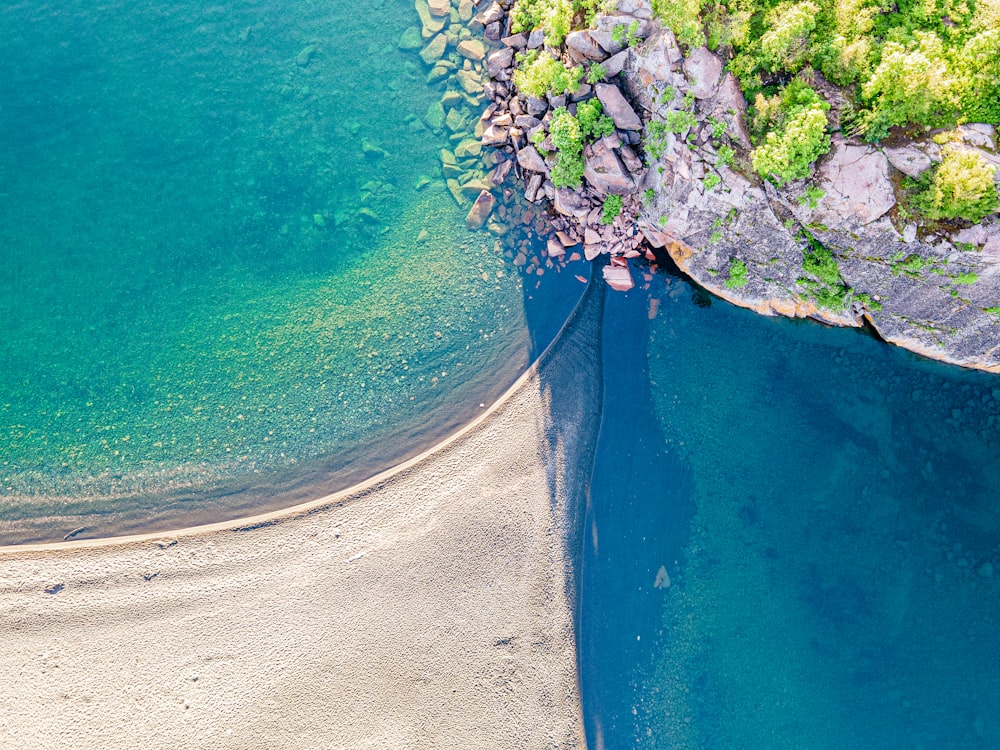 green and purple plant on blue body of water during daytime