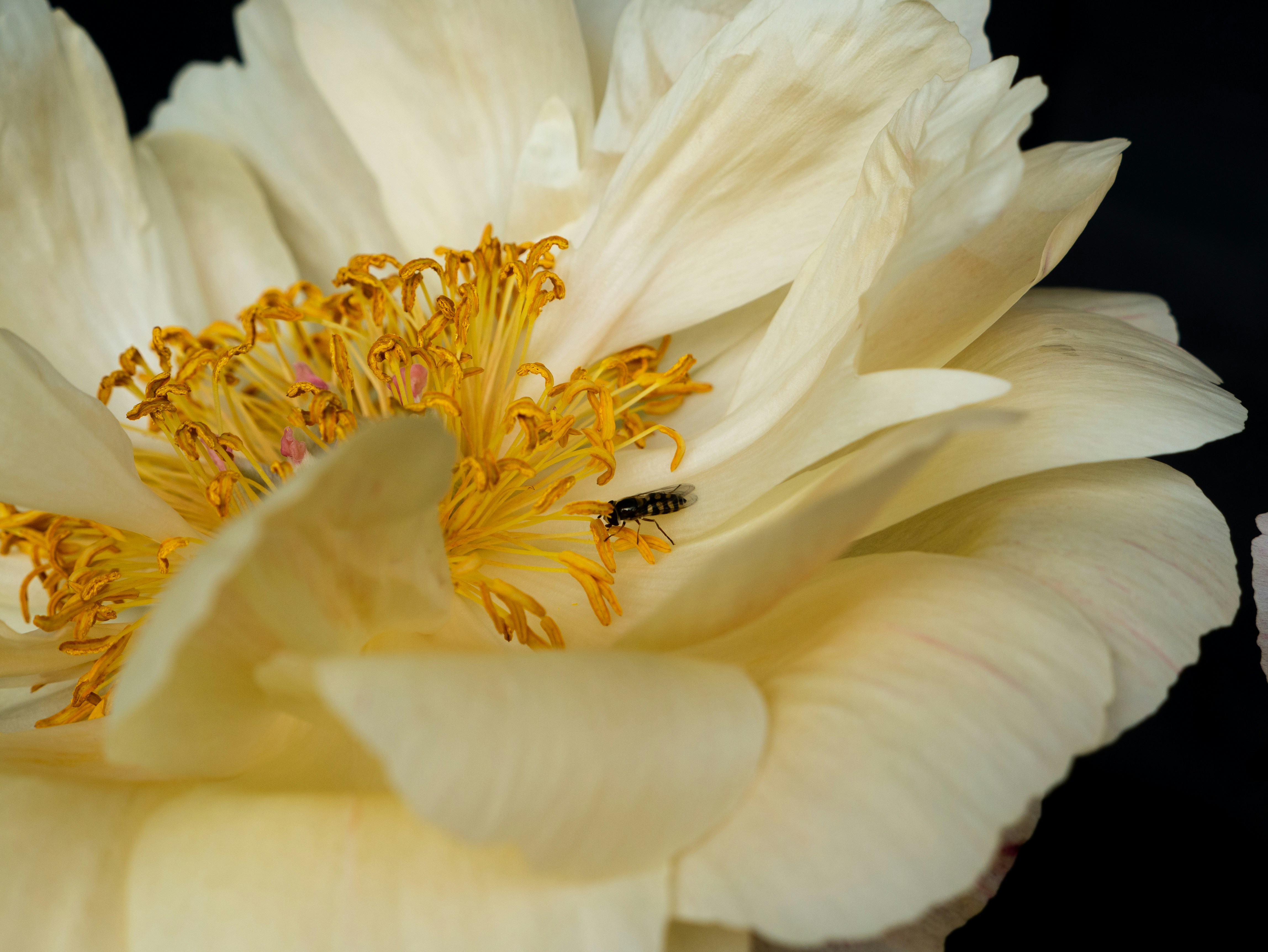 Black and yellow bee on white flower