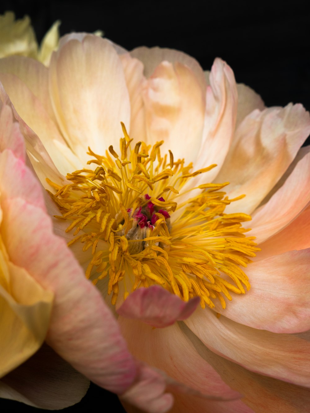 pink and yellow flower in macro photography