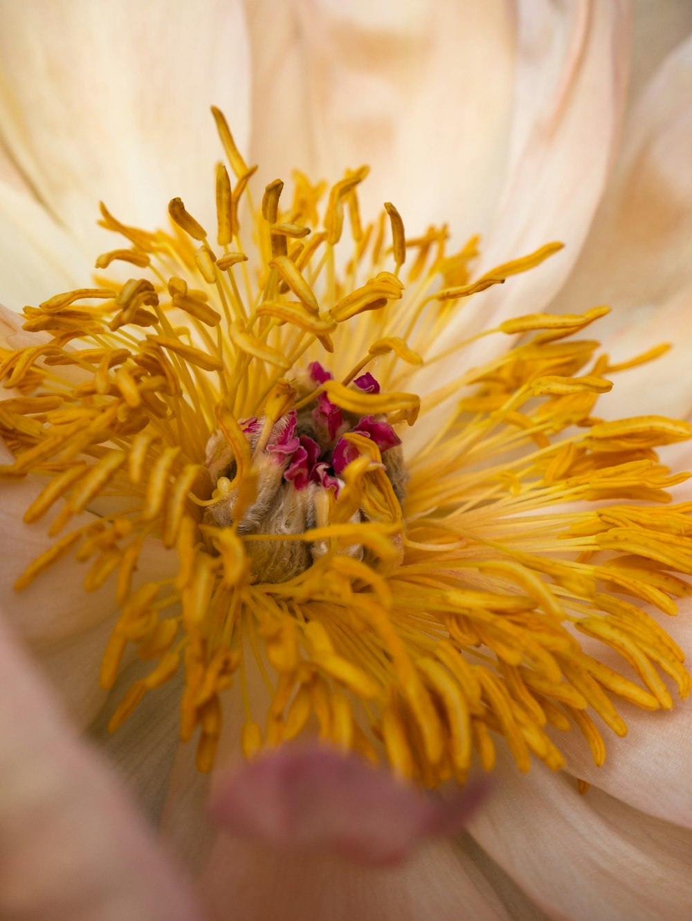 white and yellow flower in macro photography