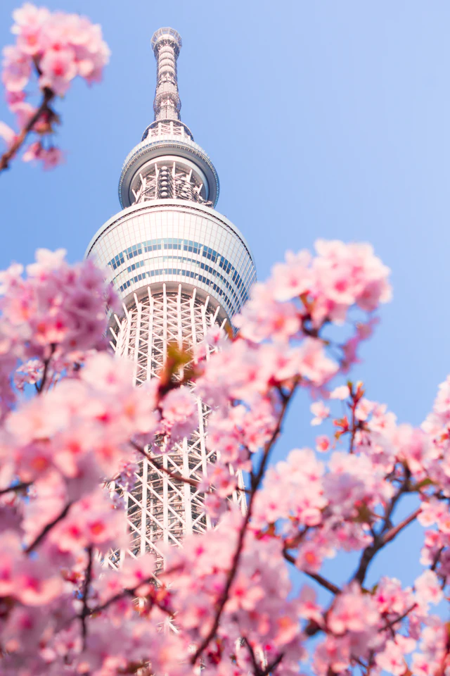Tokyo Skytree's spire rising above blooming cherry blossom branches against a clear blue sky.