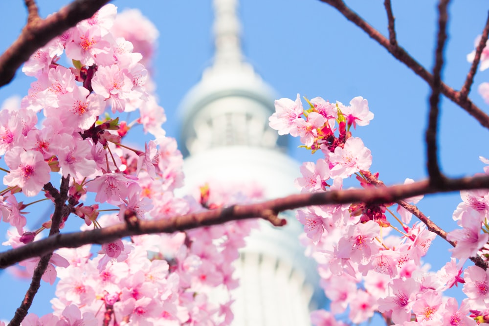 昼間の白いコンクリートの建物の近くにあるピンクの桜の木