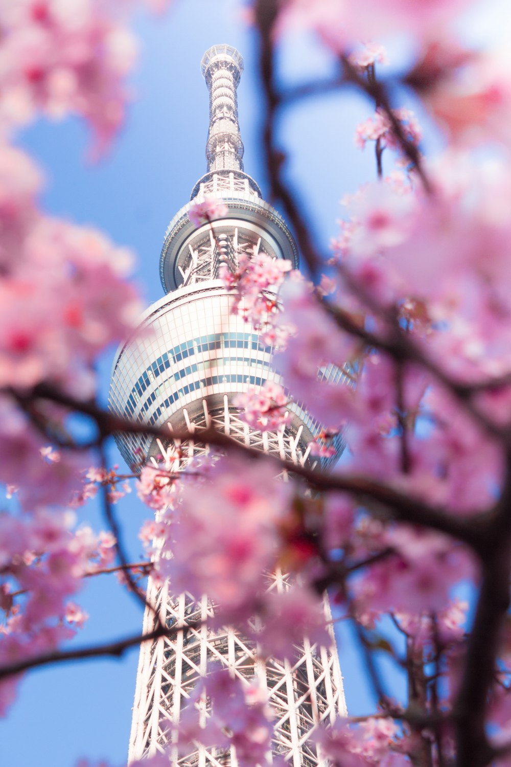 낮 동안 흰색과 파란색 타워 근처의 분홍색 벚꽃 나무