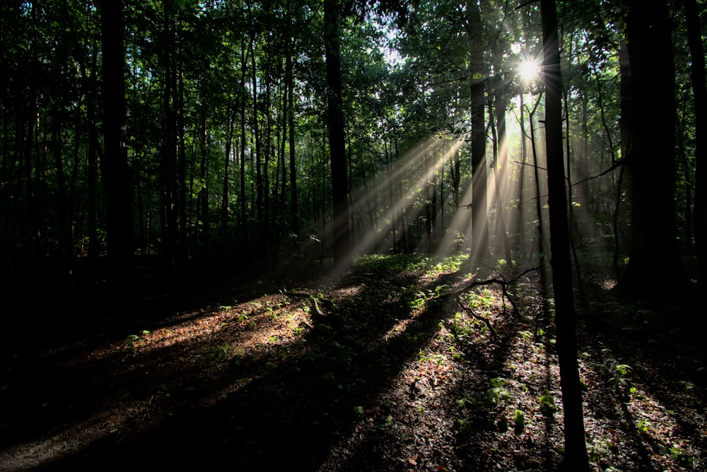 sun rays coming through trees