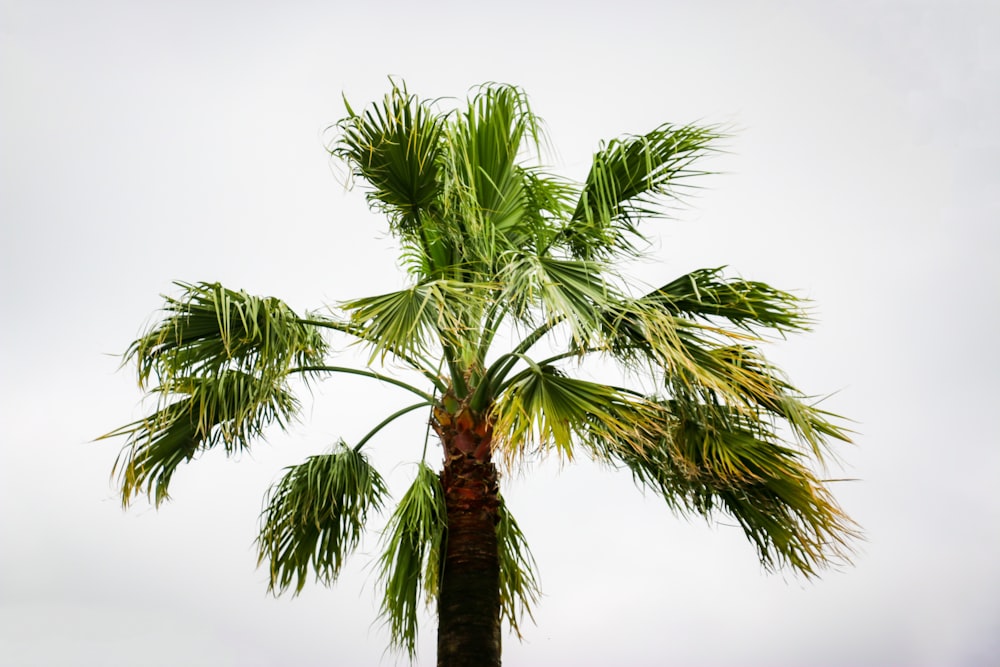 green palm tree under white sky during daytime