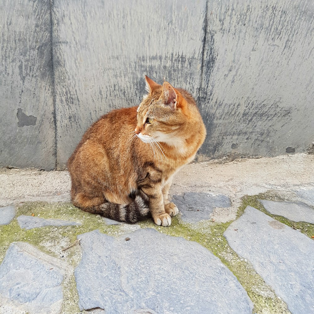 orange tabby cat on gray concrete wall