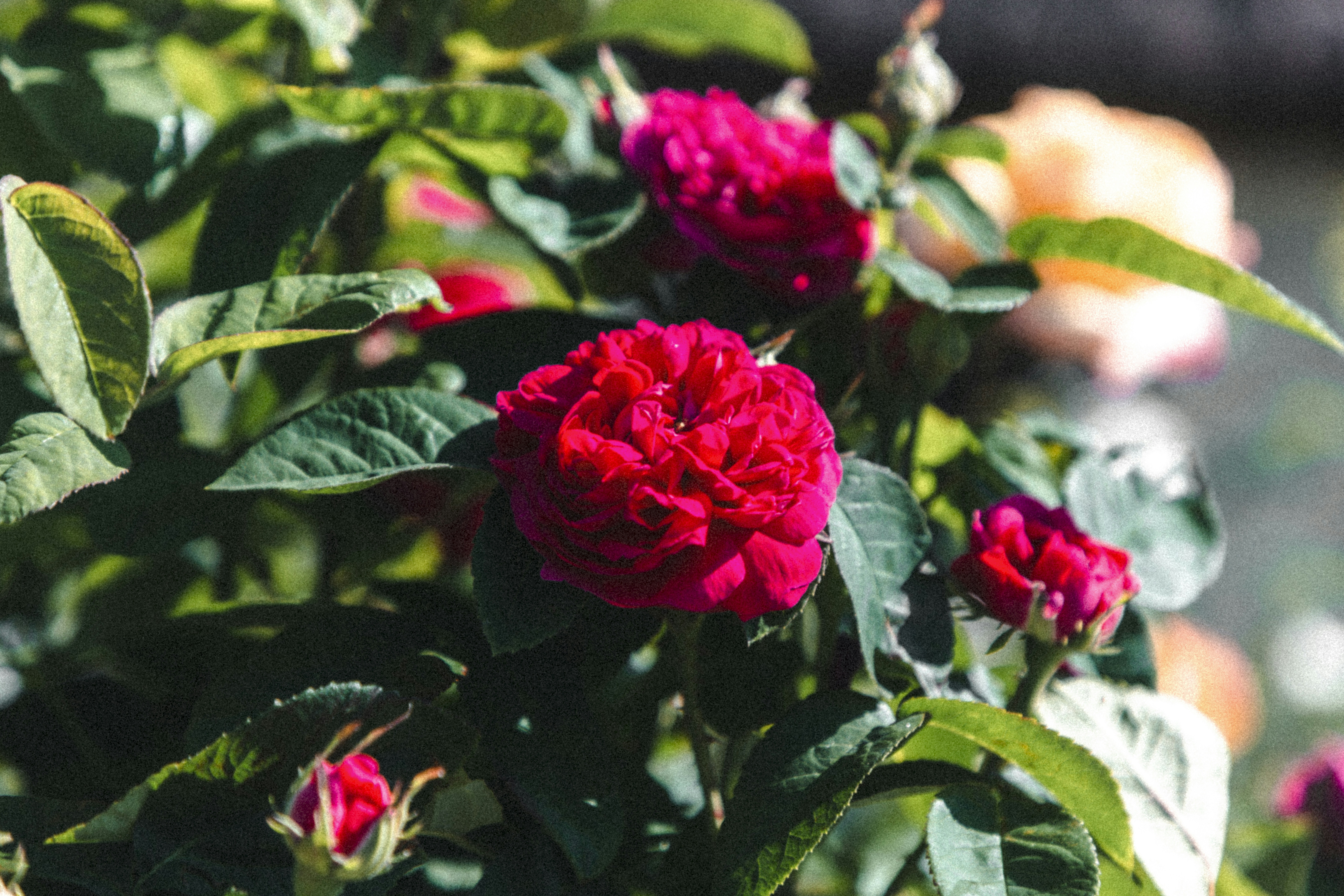 Rote Rosen blühen tagsüber
