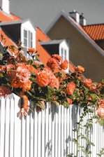 orange flowers on white wooden fence