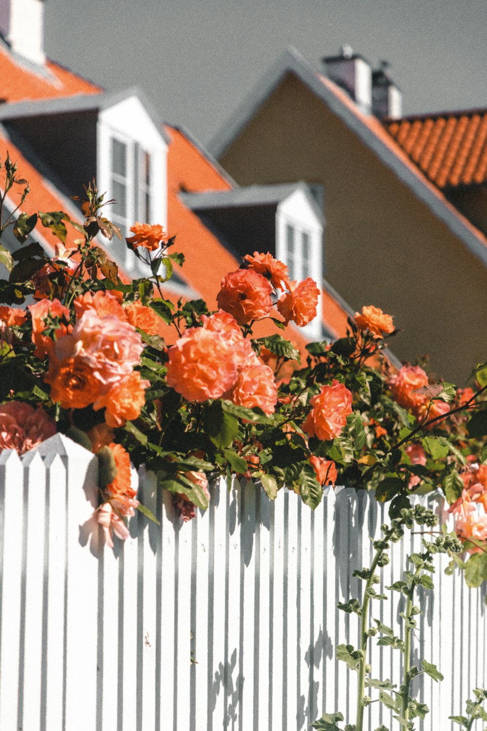 orangefarbene Blumen auf weißem Holzzaun