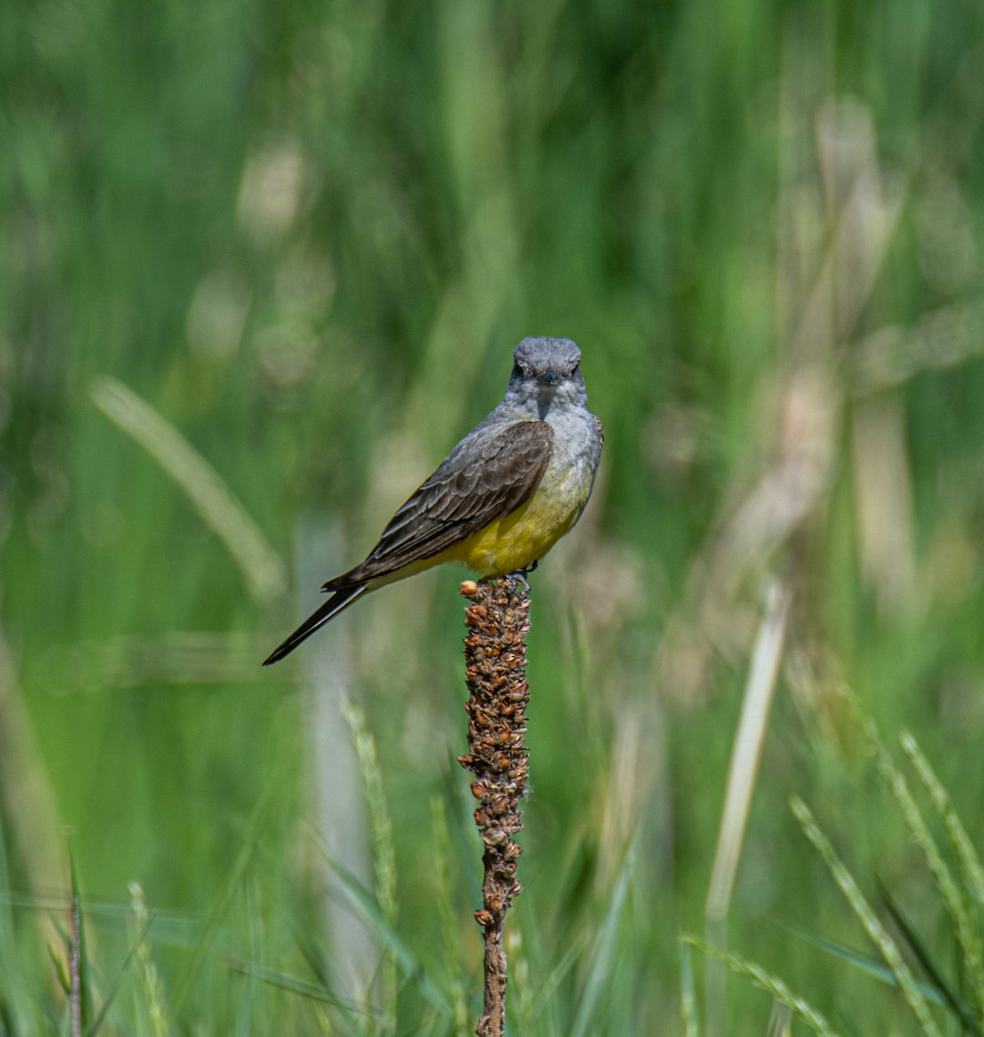 gray and yellow bird on brown tree branch during daytime