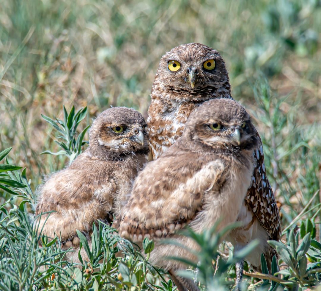 brown owl on brown grass during daytime