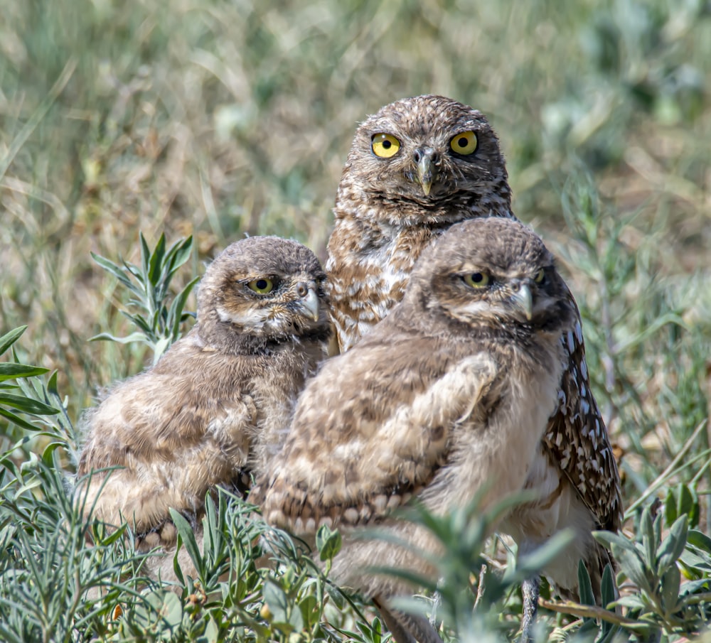 brown owl on brown grass during daytime