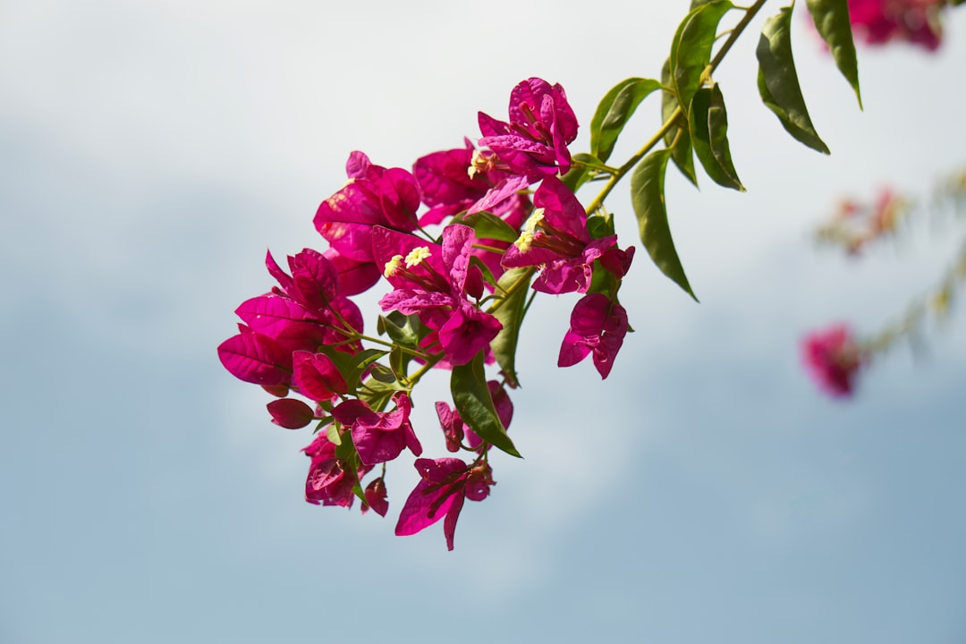 pink flower with green leaves