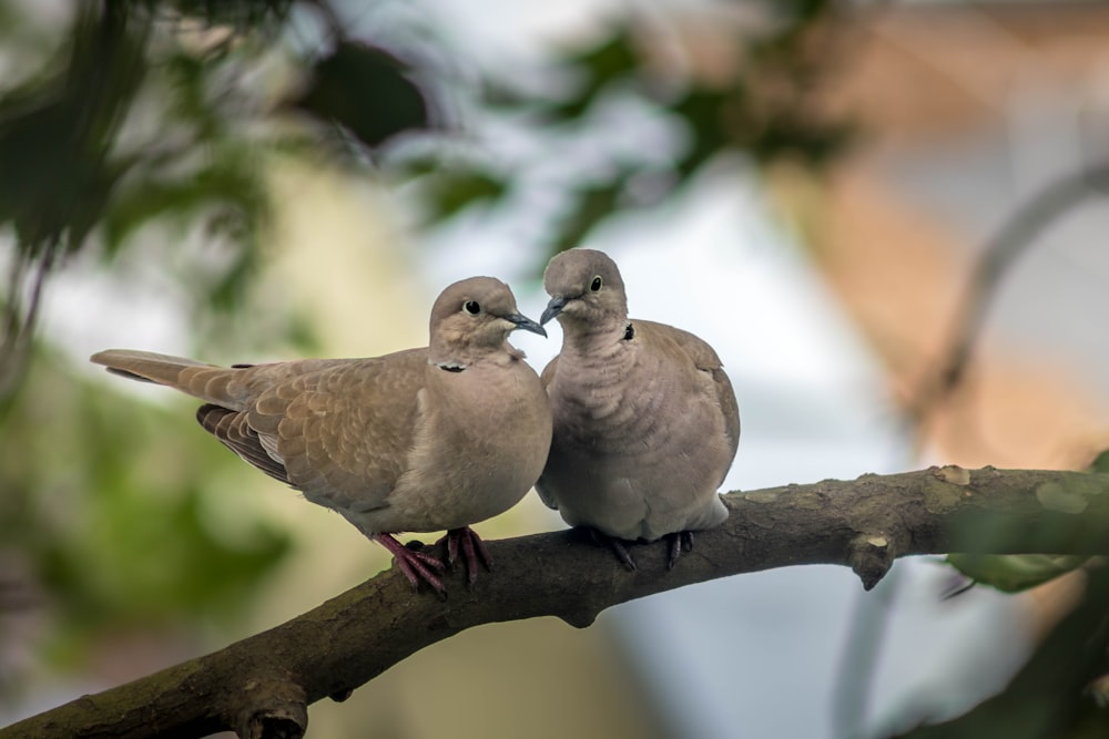 white and brown bird on brown tree branch