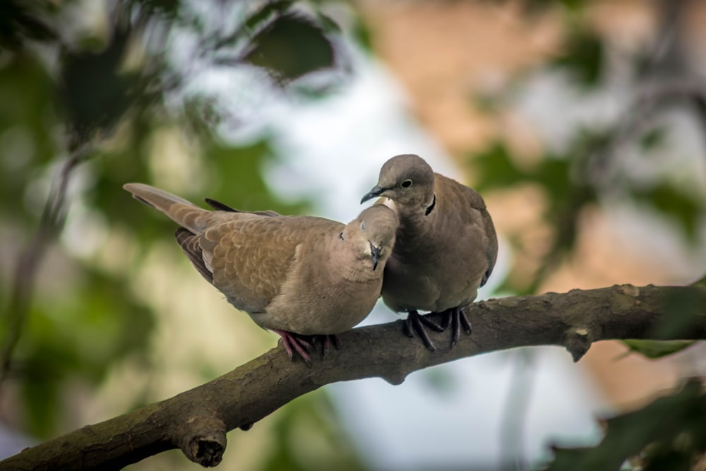 brown bird on brown tree branch during daytime