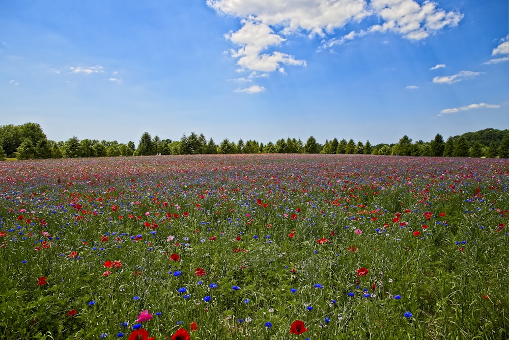 red blue and yellow flower field under blue sky during daytime
