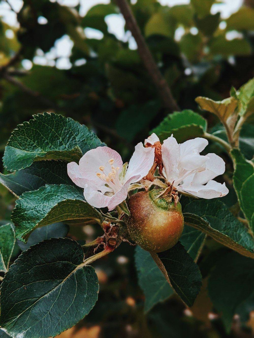 red apple fruit with white flower