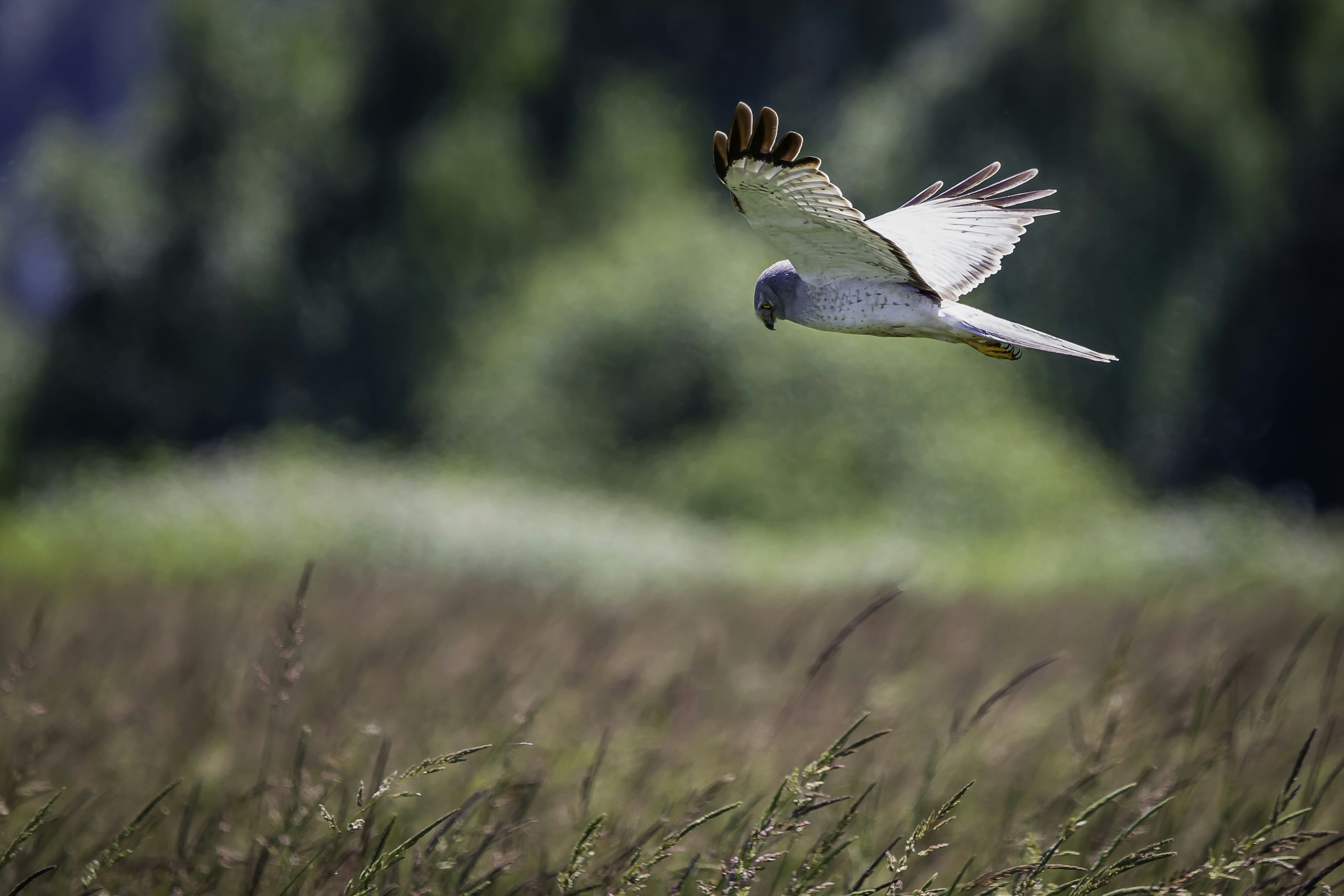 white and black bird flying during daytime, Northern Harrier hunting.  