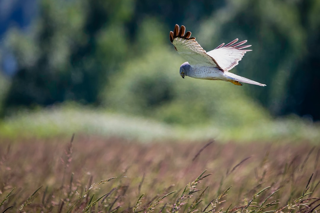 Wildlife photo spot Boundary Bay Steveston