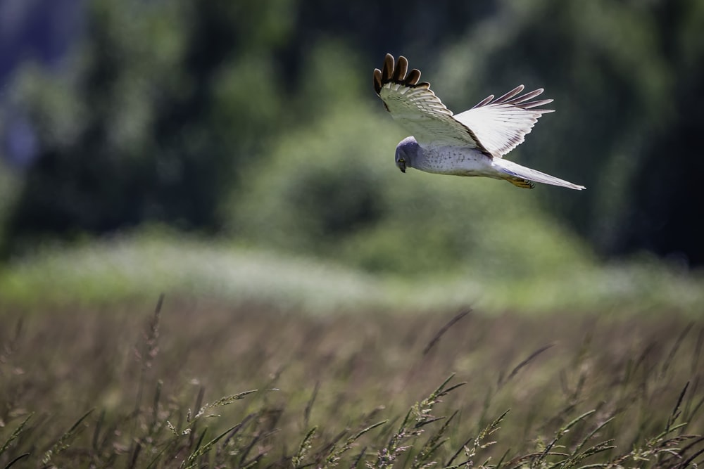 white and black bird flying during daytime