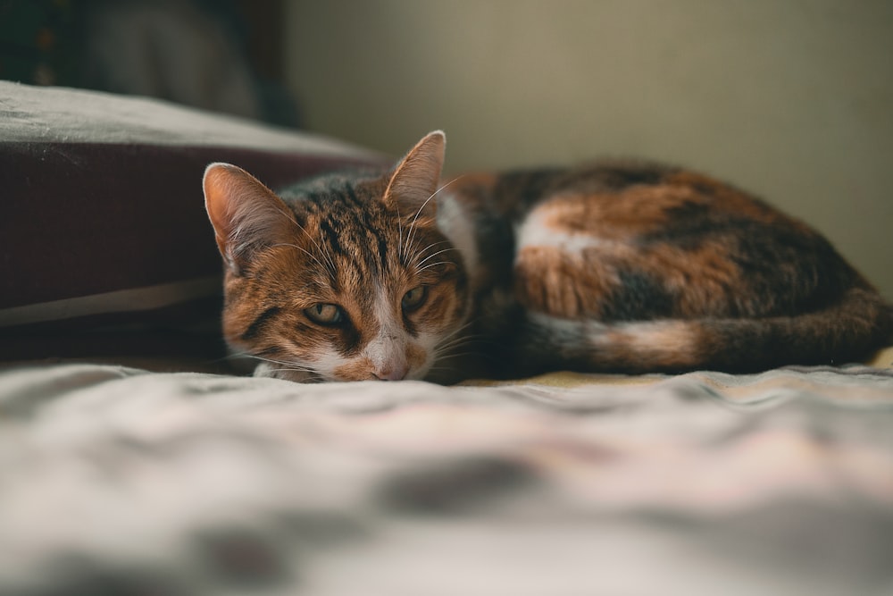 brown tabby cat lying on white textile