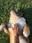 A bulldog lies on its back on a grassy surface, with a human hand placed gently on its belly. The dog's eyes are closed, suggesting relaxation and comfort.