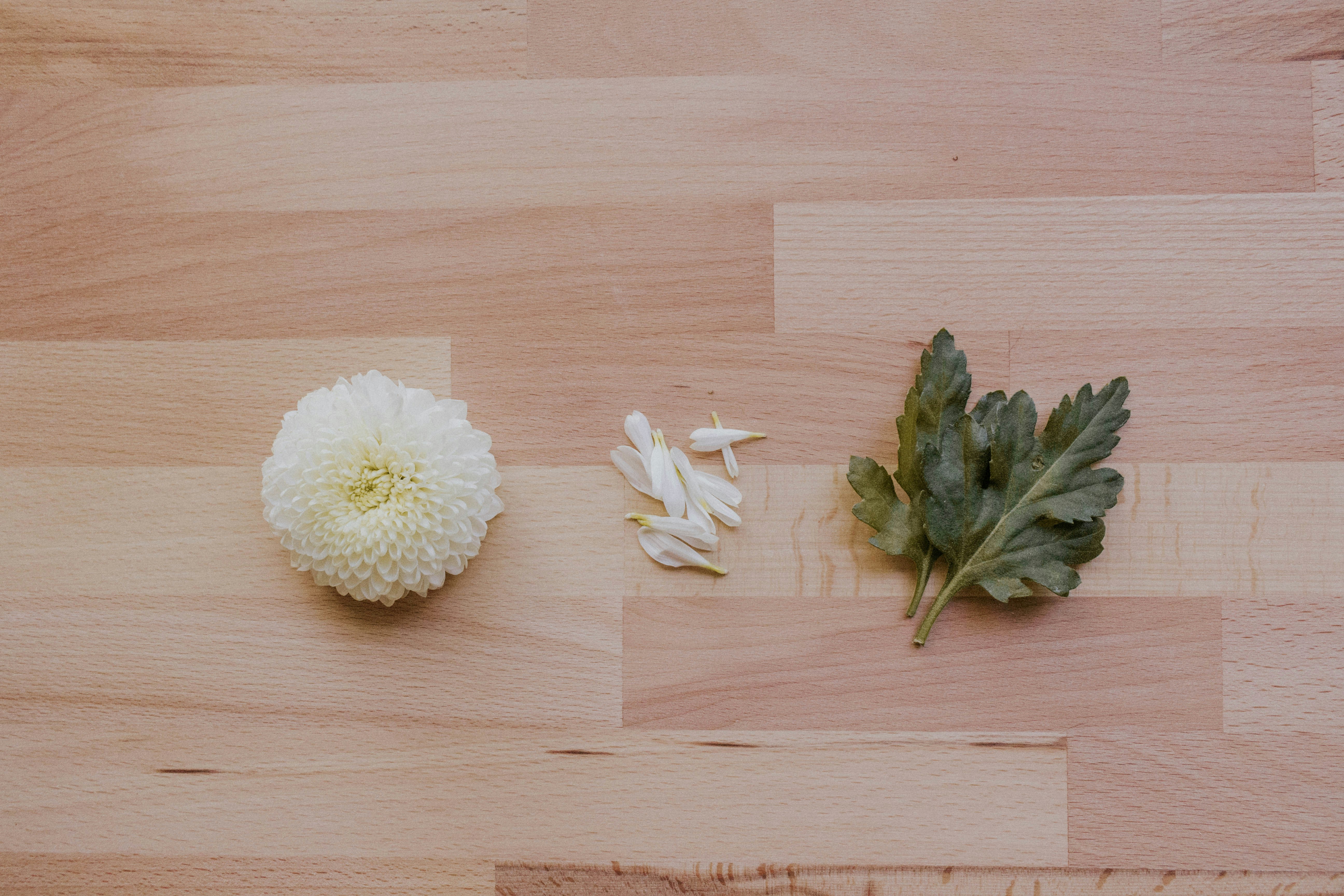 Photo by thewildflowerpress