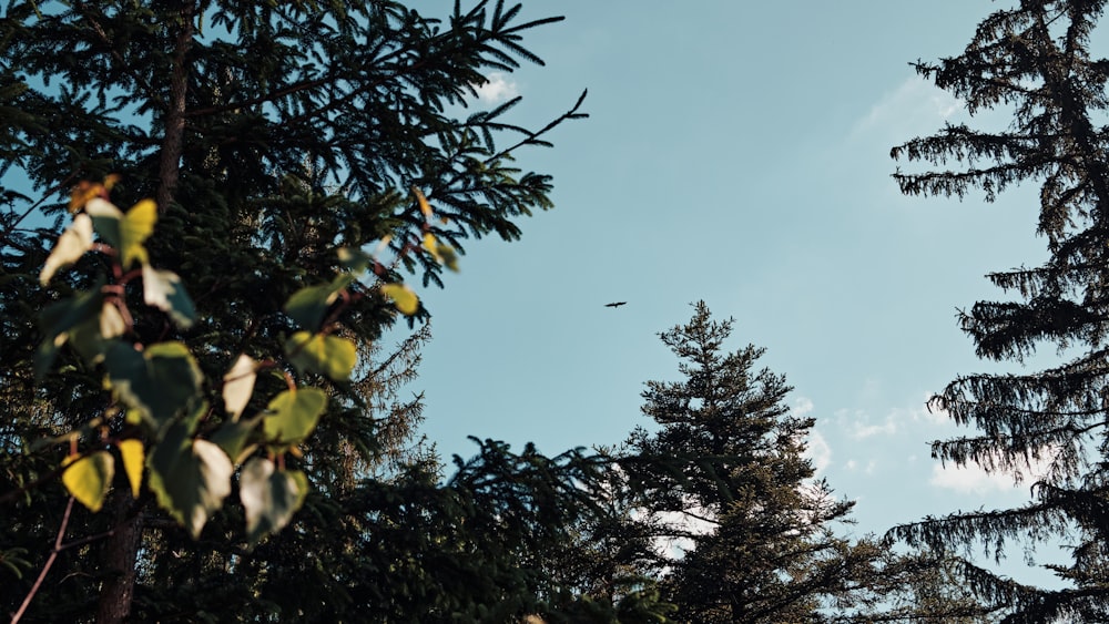 green leaves under blue sky during daytime