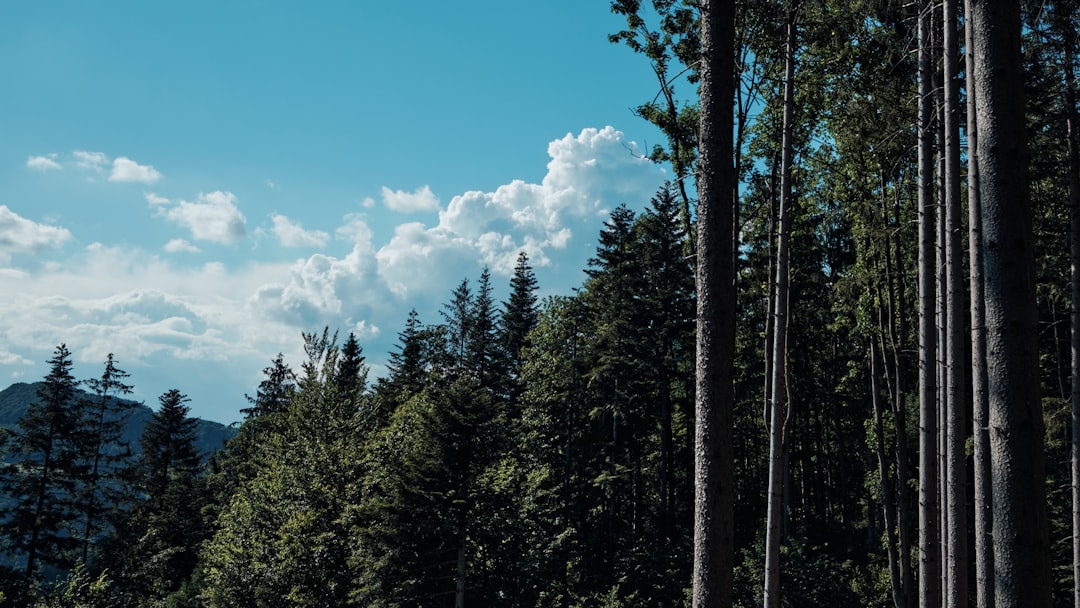 green trees under blue sky during daytime