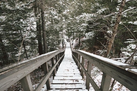 brown wooden bridge in forest during daytime in Parc national de la Jacques-Cartier Canada